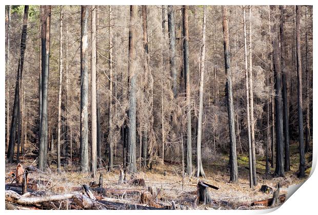 Ravaged - Start of French Pete Creek Trail Print by Belinda Greb