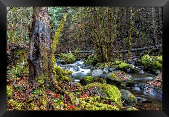 Alongside the French Pete Creek Framed Print by Belinda Greb