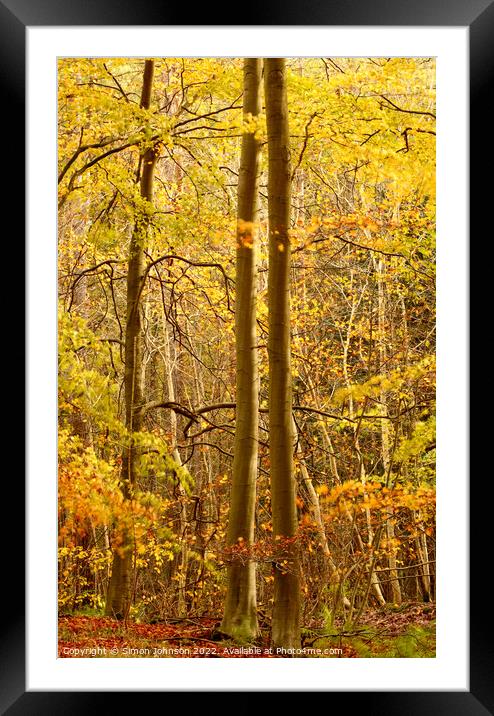 sunlit autumn woodland  Framed Mounted Print by Simon Johnson