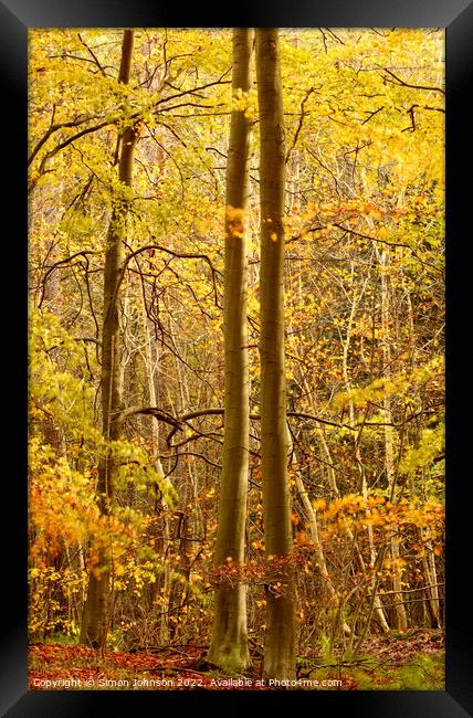 sunlit autumn woodland  Framed Print by Simon Johnson