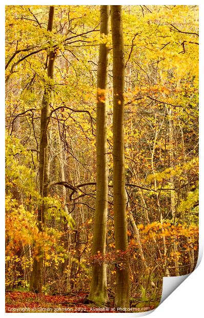 sunlit autumn woodland  Print by Simon Johnson