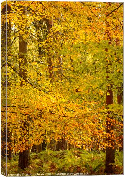 sunlit autumn leaves Canvas Print by Simon Johnson