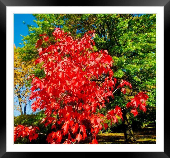 Small red Maple Framed Mounted Print by Stephanie Moore