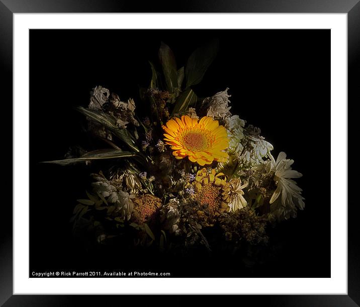 Still Life Flower Bouquet Gerbera Framed Mounted Print by Rick Parrott