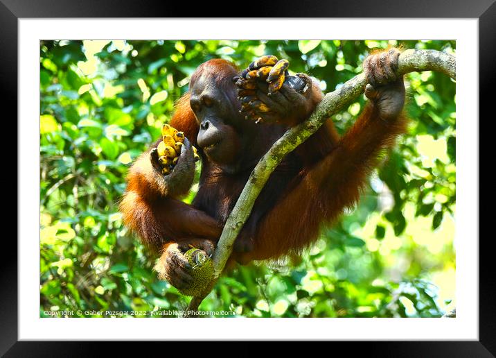 Orangutan in Borneo Framed Mounted Print by Gabor Pozsgai