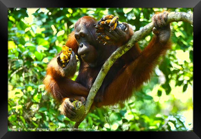 Orangutan in Borneo Framed Print by Gabor Pozsgai