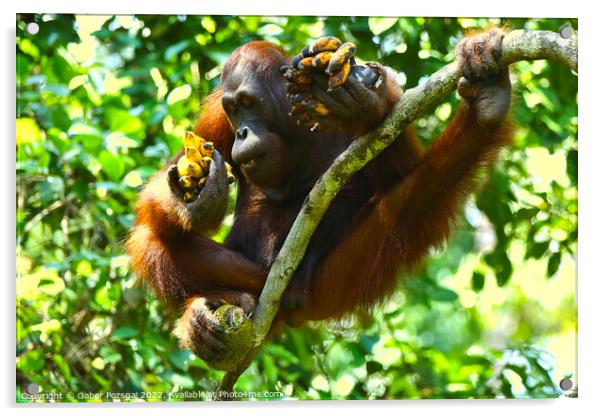 Orangutan in Borneo Acrylic by Gabor Pozsgai