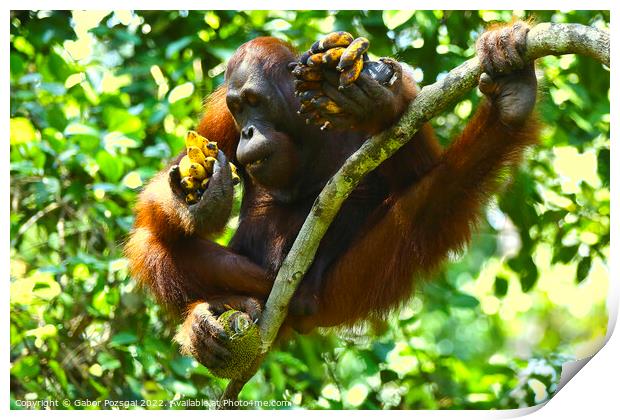 Orangutan in Borneo Print by Gabor Pozsgai