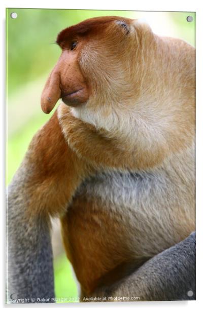 A close up of a male proboscis monkey in Borneo Acrylic by Gabor Pozsgai
