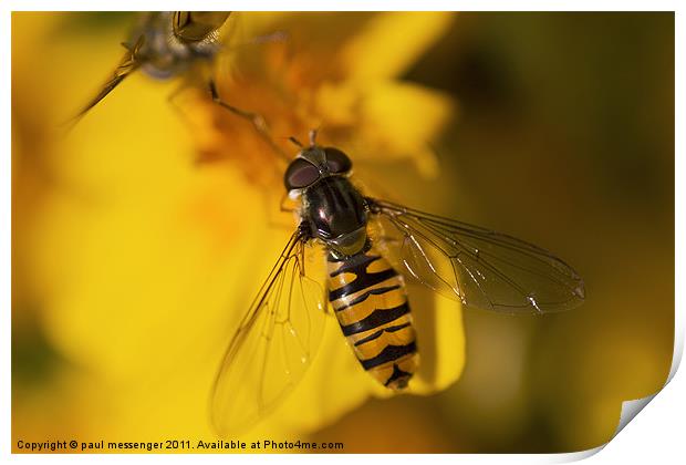 hover fly Print by Paul Messenger