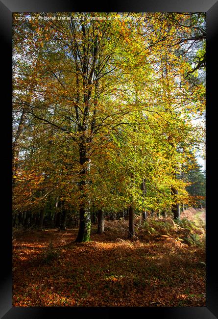 Enchanting Autumn Woodland Scene Framed Print by Derek Daniel