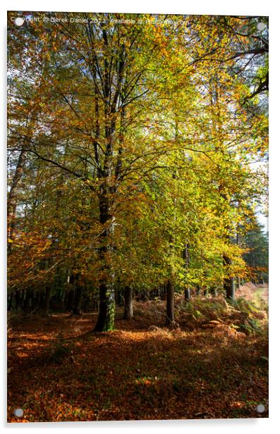 Enchanting Autumn Woodland Scene Acrylic by Derek Daniel