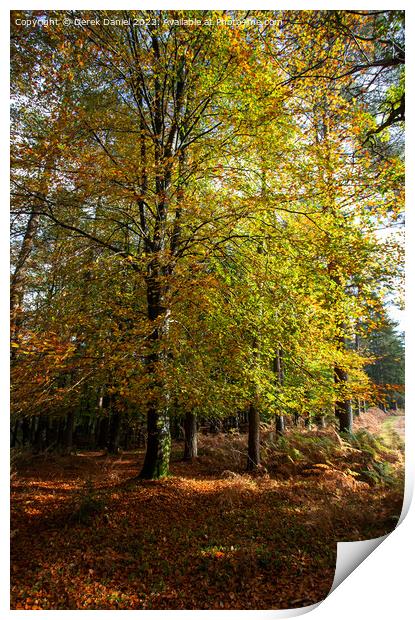 Enchanting Autumn Woodland Scene Print by Derek Daniel