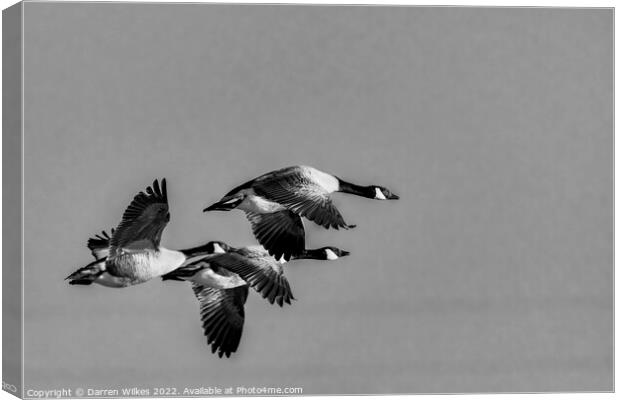  Canada Geese Flying Home  Canvas Print by Darren Wilkes