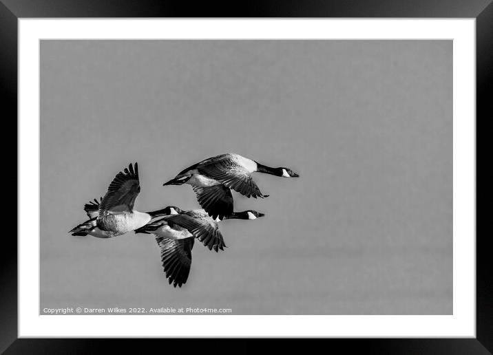  Canada Geese Flying Home  Framed Mounted Print by Darren Wilkes