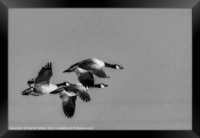  Canada Geese Flying Home  Framed Print by Darren Wilkes