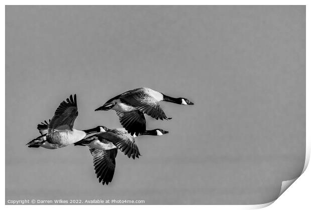 Canada Geese Flying Home  Print by Darren Wilkes