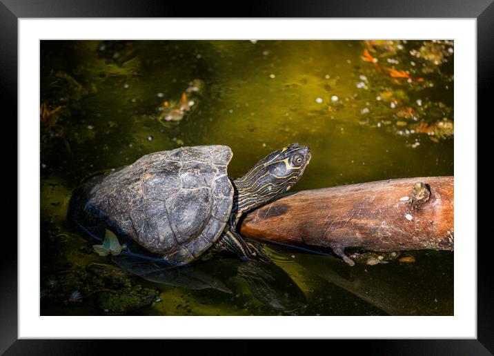Mississippi Map Turtle Warm Up In The Sun Framed Mounted Print by Artur Bogacki