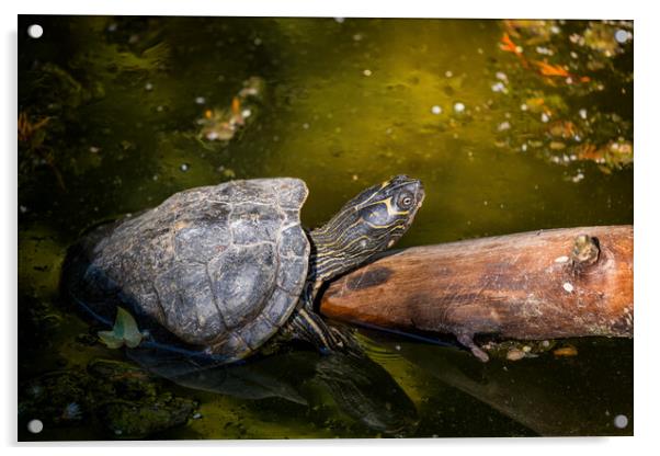 Mississippi Map Turtle Warm Up In The Sun Acrylic by Artur Bogacki