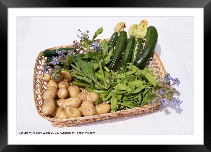 Basket of garden vegetables Framed Mounted Print by Sally Wallis