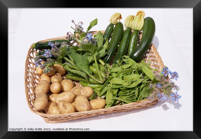Basket of garden vegetables Framed Print by Sally Wallis