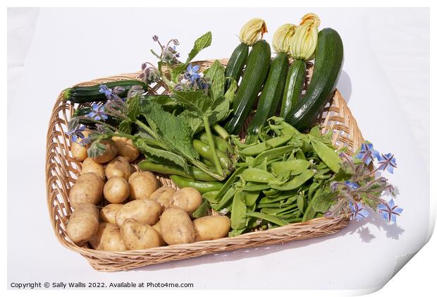 Basket of garden vegetables Print by Sally Wallis