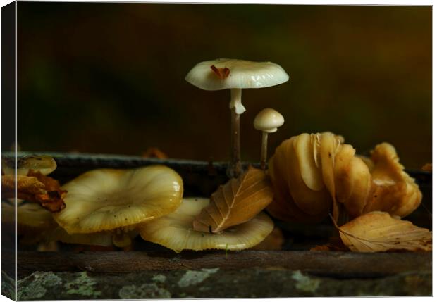 Autumn Leaves and Mushrooms Canvas Print by Anthony McGeever