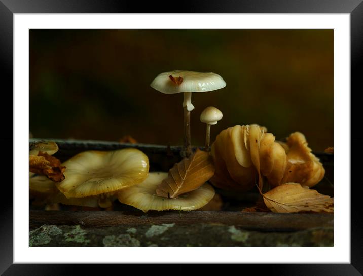 Autumn Leaves and Mushrooms Framed Mounted Print by Anthony McGeever
