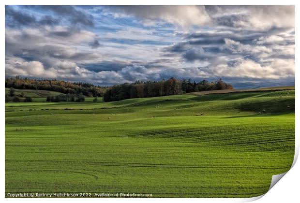 Serene Scottish Countryside Print by Rodney Hutchinson
