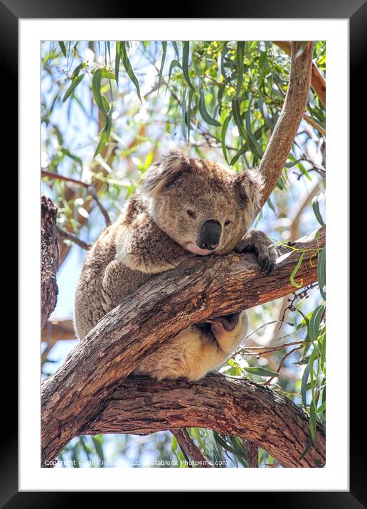 Koala (Phascolarctos cinereus) Framed Mounted Print by Dirk Rüter