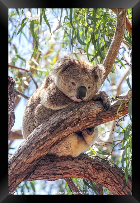 Koala (Phascolarctos cinereus) Framed Print by Dirk Rüter