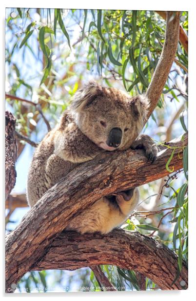 Koala (Phascolarctos cinereus) Acrylic by Dirk Rüter