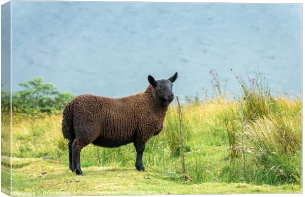 Black sheep in a meadow in the Highlands, Scotland Canvas Print by Delphimages Art