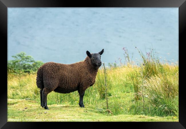 Black sheep in a meadow in the Highlands, Scotland Framed Print by Delphimages Art