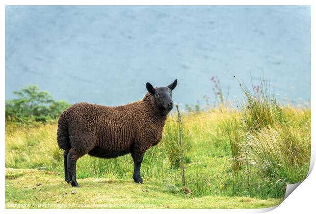 Black sheep in a meadow in the Highlands, Scotland Print by Delphimages Art