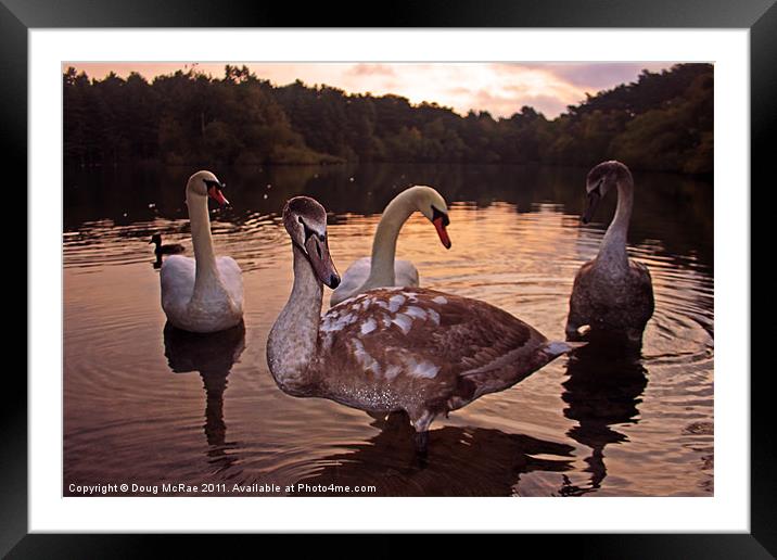 Swans at dawn Framed Mounted Print by Doug McRae