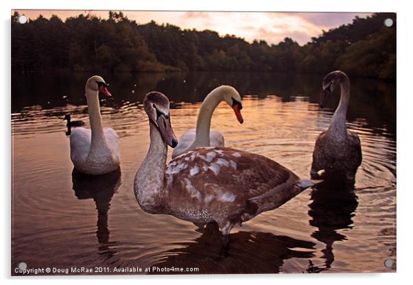Swans at dawn Acrylic by Doug McRae