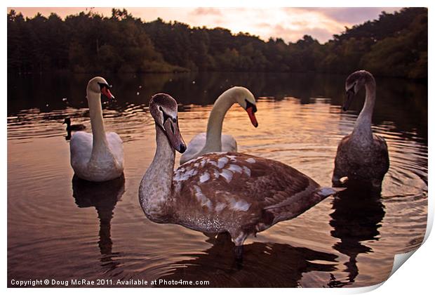 Swans at dawn Print by Doug McRae