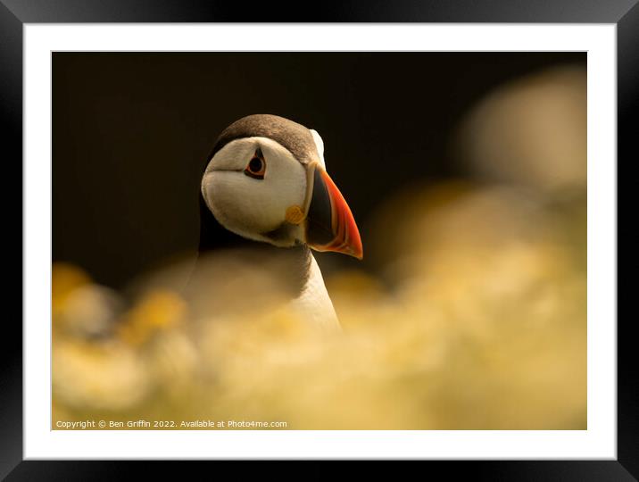 Puffin Portrait Framed Mounted Print by Ben Griffin