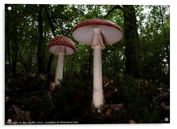 Giant Toadstools Acrylic by Ben Griffin