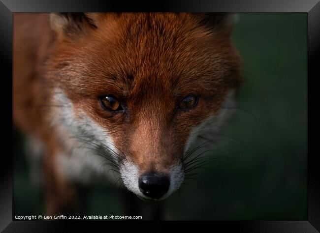 Fantastic Mr Fox Framed Print by Ben Griffin