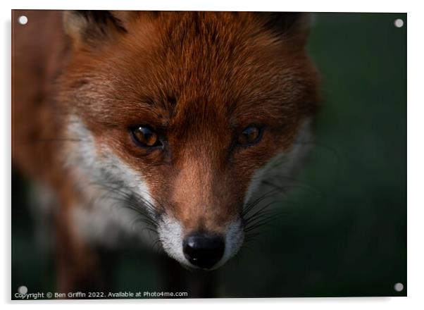 Fantastic Mr Fox Acrylic by Ben Griffin