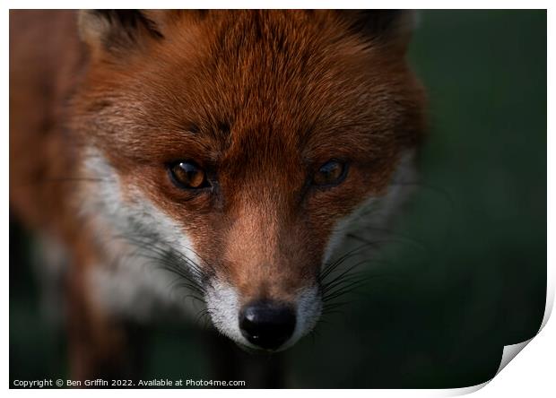 Fantastic Mr Fox Print by Ben Griffin