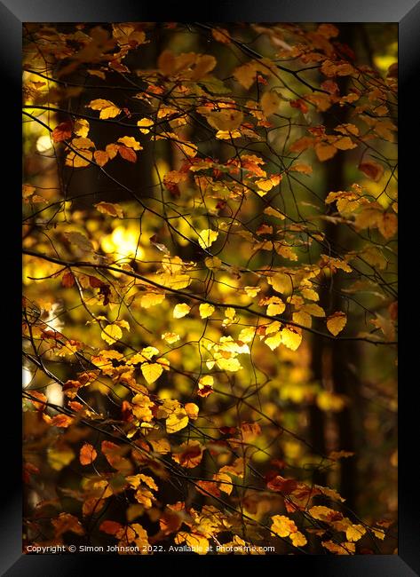 sunlit autumn leaves Framed Print by Simon Johnson