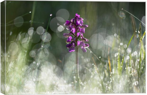 Orchid in the Meadow Canvas Print by Ben Griffin