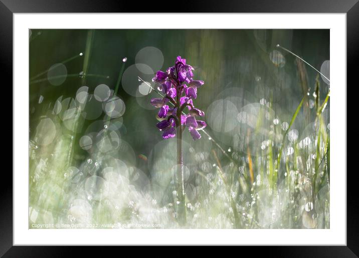 Orchid in the Meadow Framed Mounted Print by Ben Griffin