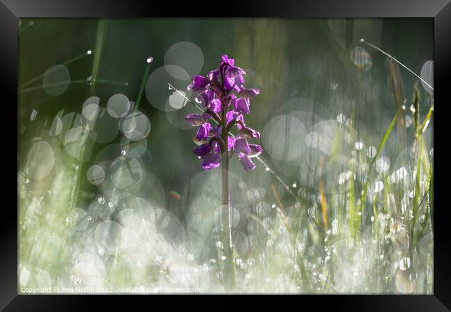 Orchid in the Meadow Framed Print by Ben Griffin