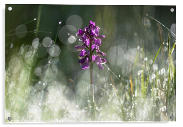 Orchid in the Meadow Acrylic by Ben Griffin