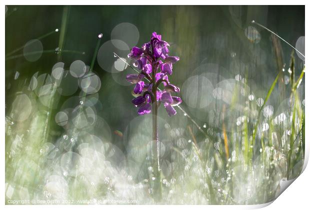 Orchid in the Meadow Print by Ben Griffin