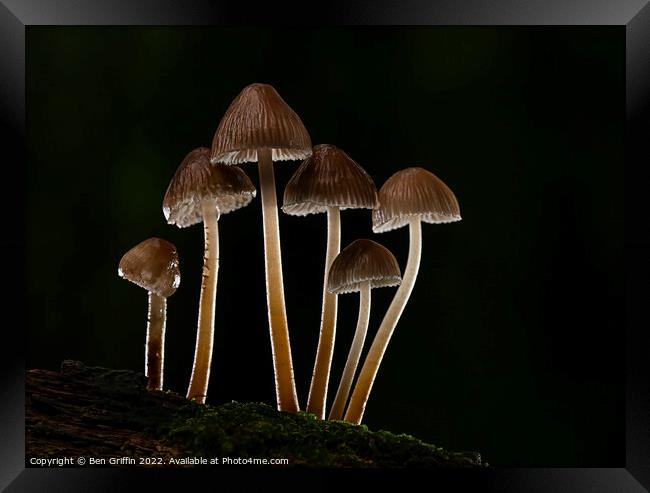 Fantastic Fungi Framed Print by Ben Griffin